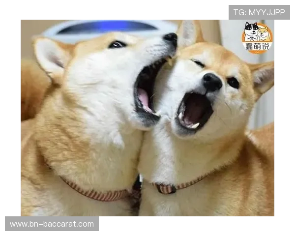 和对象一起玩微信摇色子游戏，增进感情的有趣互动方式分享